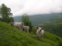 Vaches sur le sentier au col du Portech