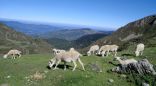 Moutons en estive